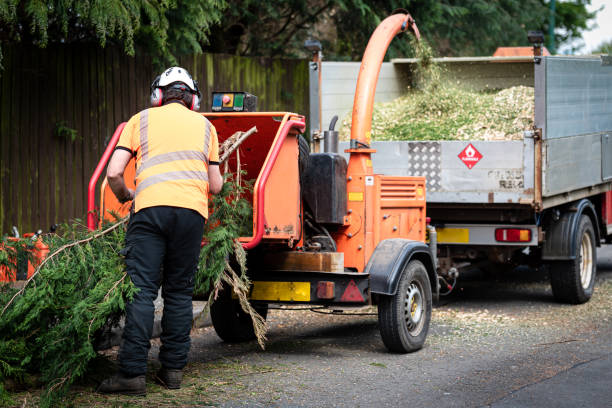 Best Palm Tree Trimming  in Kasson, MN