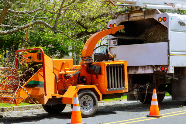 How Our Tree Care Process Works  in  Kasson, MN