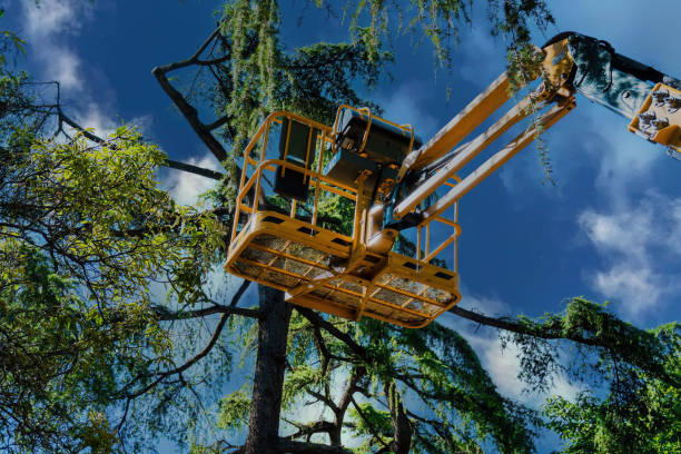 Best Tree and Shrub Care  in Kasson, MN