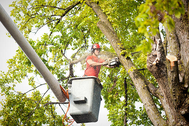 Best Stump Grinding and Removal  in Kasson, MN