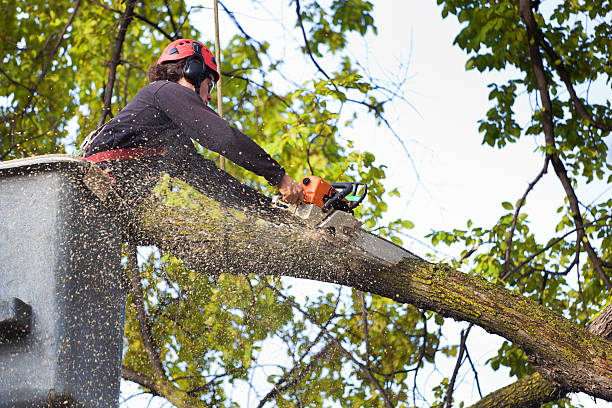 Lawn Renovation and Restoration in Kasson, MN